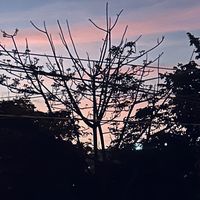 camyna5