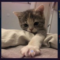 jasper_katze103