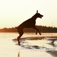 dober.granda