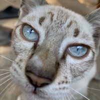 เสียงต้นฉบับ - K R A T A I