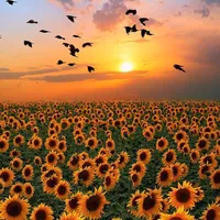 original sound - ___i_love_music__