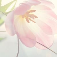 Grape wifey by Donna Goldn