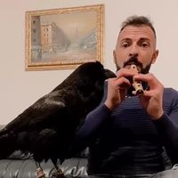 peppeeisuoicorvi