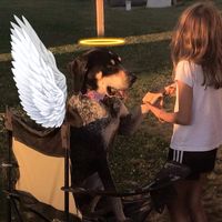 bluetickcoonhound101