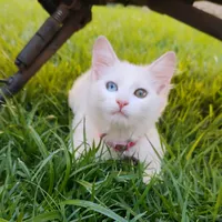 original sound - izzasioli