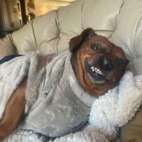 dianinhathedog