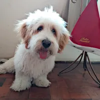 original sound - cosmopet13