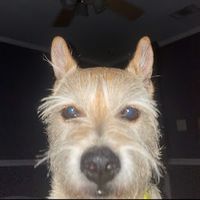 sydthhhekid
