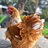 lamp.fall.agrobusiness