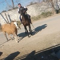 daniel09_29