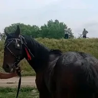 original sound - stefansimion15