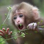 monkey99399