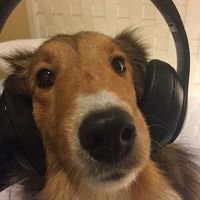 оригинальный звук