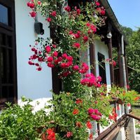 casutacucerdacaudiahangu