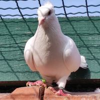 savremenogolubarstvo