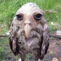 I own this sound btc