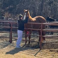 certified.equestrian