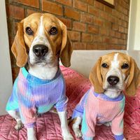 petu.gala__thebeagles