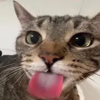 original sound - inlbve