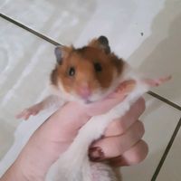 原聲 - 二月垂耳兔