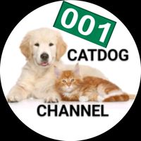 catdog_channel