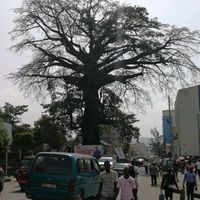 原声 - 抓狂的老鼠