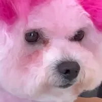 original sound - wnnetpb0