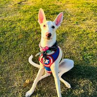 bimbo.el.podenco