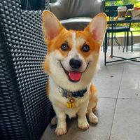 hugo_thecorgi