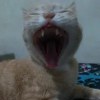 original sound - ramdon123_123hello