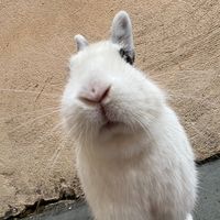 dogs_rabbit_pirata_luna