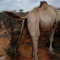 original sound - muusexaydar