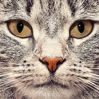 original sound - dragenli7