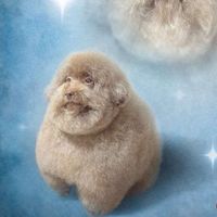 original sound - Capt