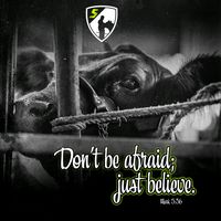 jadelowecattleservices