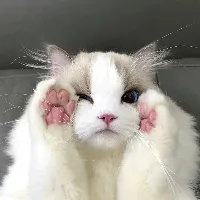 original sound - petlover2333