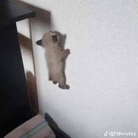 keeperofawesome