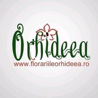 florariileorhideea