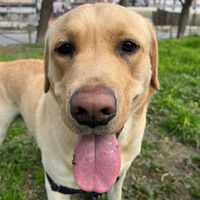 diegotheyellowlab