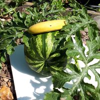 gartenoase