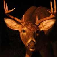 original sound - keen