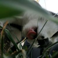 оригинальный звук