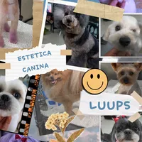luups un cachorrito
