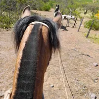 original sound - huaso_jorgito