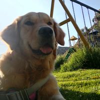 kira..golden_retriever