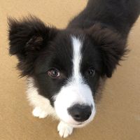 haikulechien