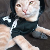 garfield_gatinho.com