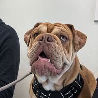 bruno.thebulldawg