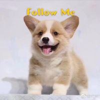 menglongdidi_pet