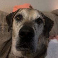 corbinwggns
